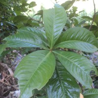 Ardisia solanacea Roxb.